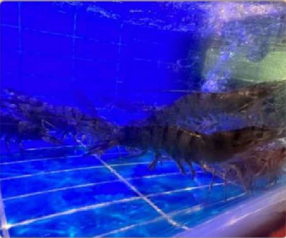 潮汕食府菜单菜品：老虎虾（活）/克 Live Tiger Prawn (per gram)