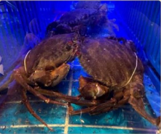 潮汕食府菜单菜品：膏蟹（活） Live Roe Crab
