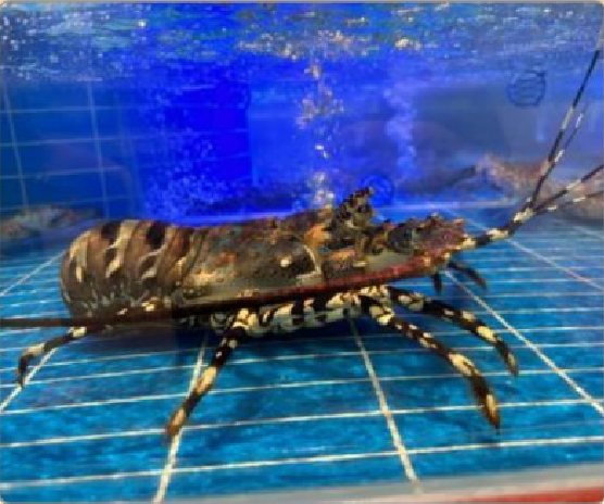 潮汕食府菜单菜品：野生巴生大花龙（活）/克 Live Wild Klang Spiny Lobster (per gram)