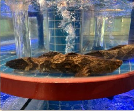 潮汕食府菜单菜品：野生笋壳鱼（活）/克 Live Wild Marble Goby (per gram)