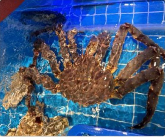 潮汕食府菜单菜品：帝王蟹（活）/克 Live King Crab (per gram)