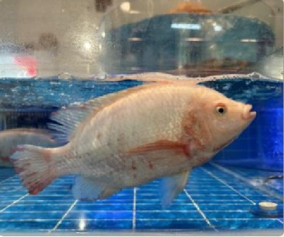 潮汕食府菜单菜品：金凤鱼（活） Live Golden Phoenix Fish